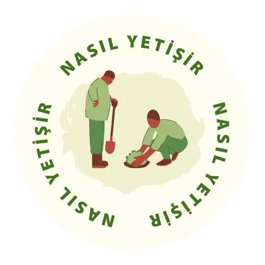 BenOrganic Nasıl Yetişir